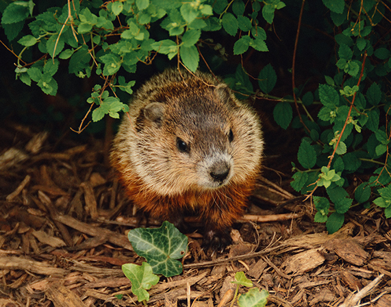 Groundhog control in Southern Maine