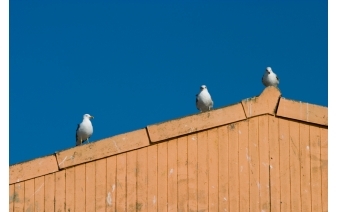 commercial bird control in Southern Maine