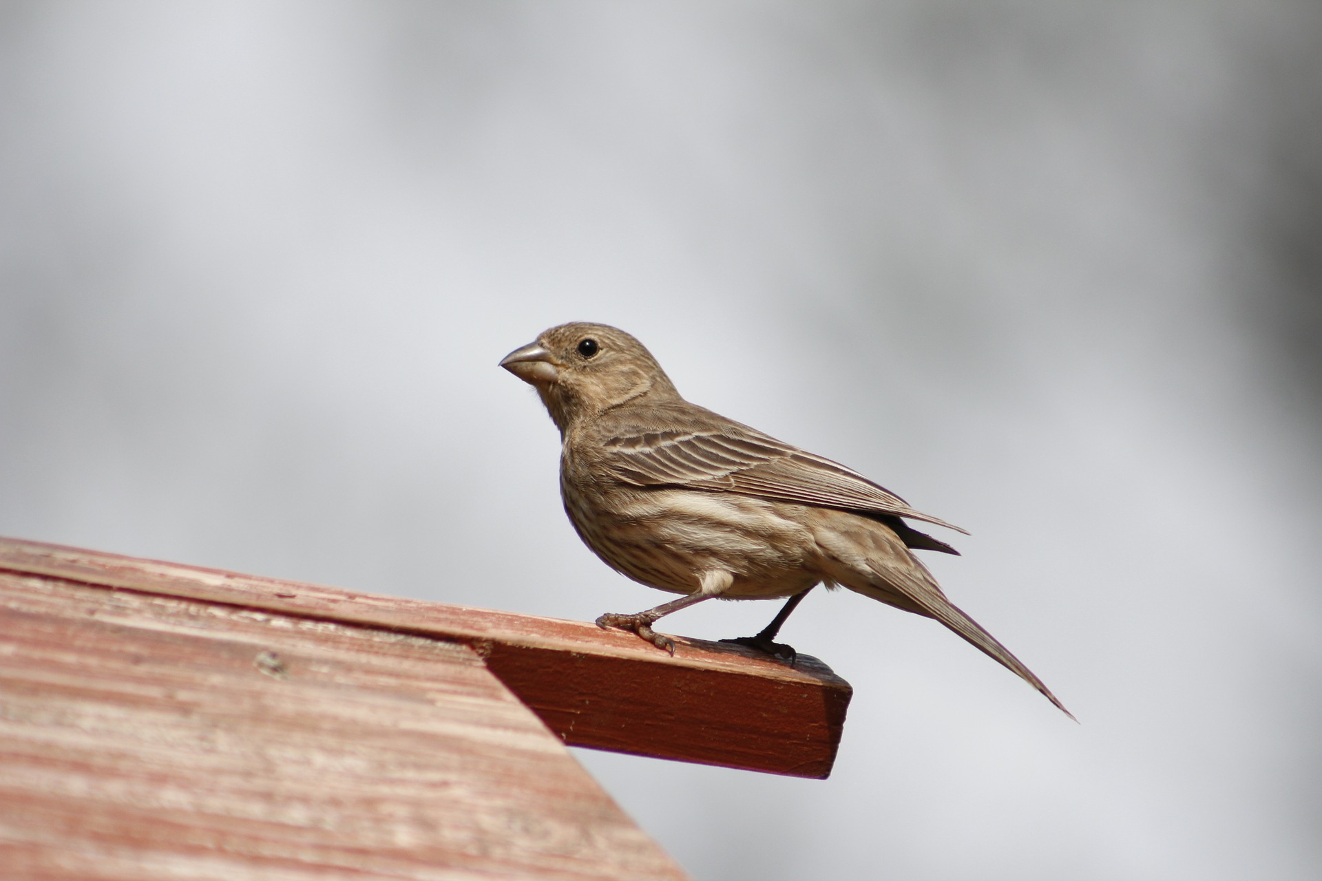 commercial bird control in Southern Maine