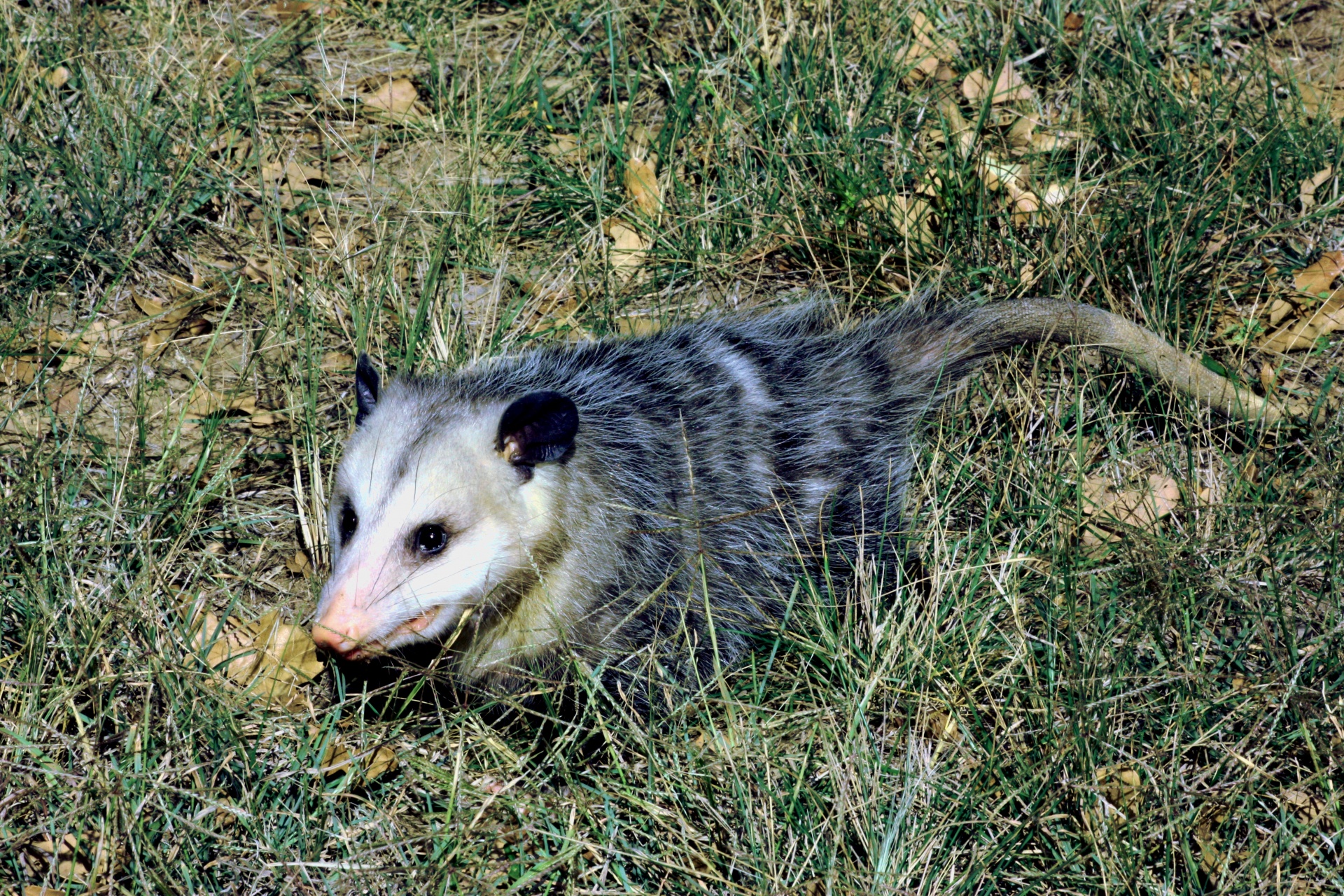 Trapping Opossum