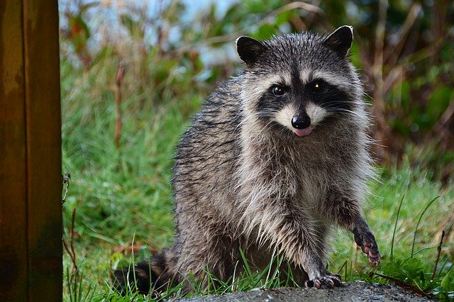 Professional Raccoon Trapping - Critter Control - Raccoon Trapping for Home